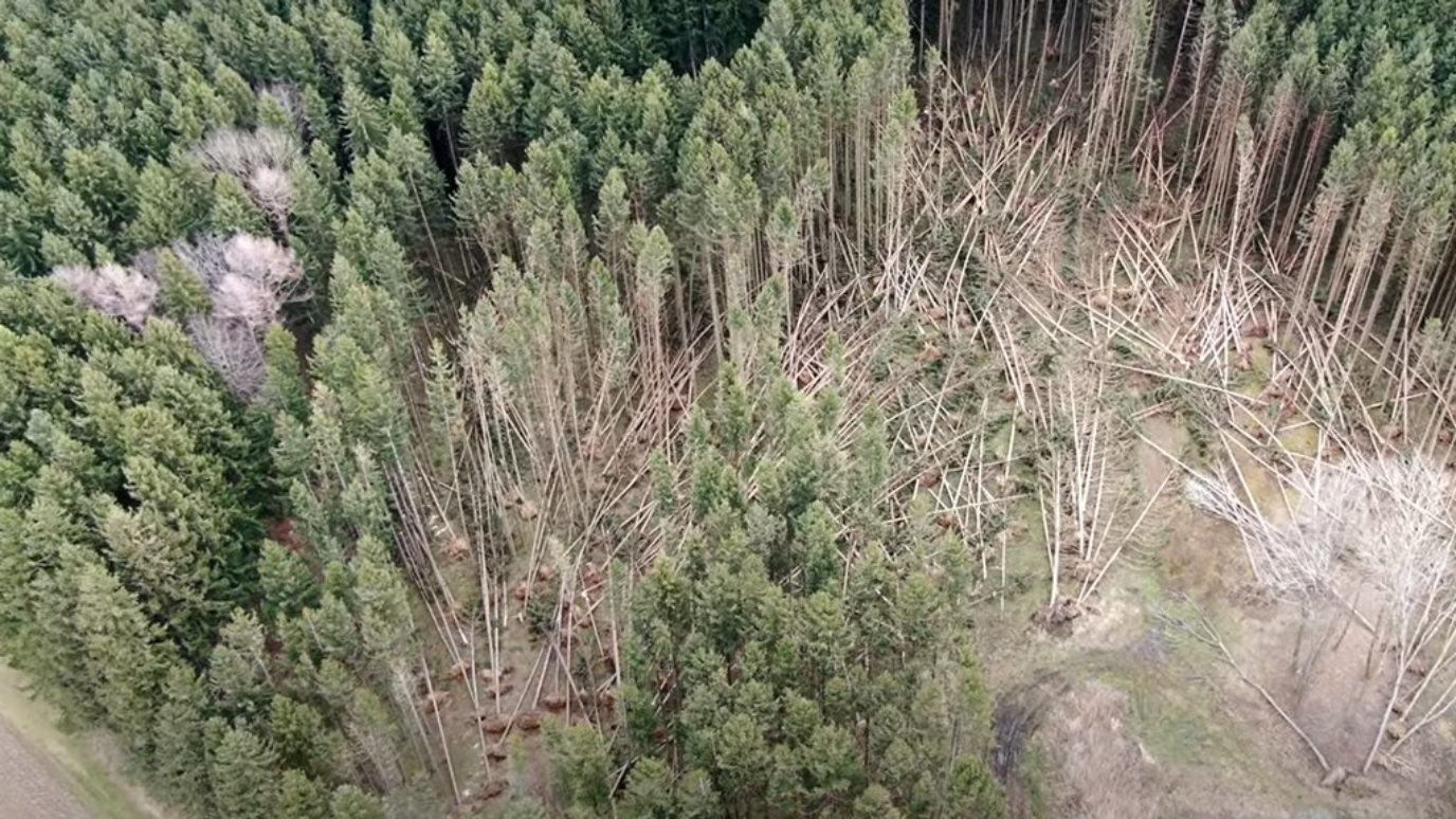 Forest with fallen trees