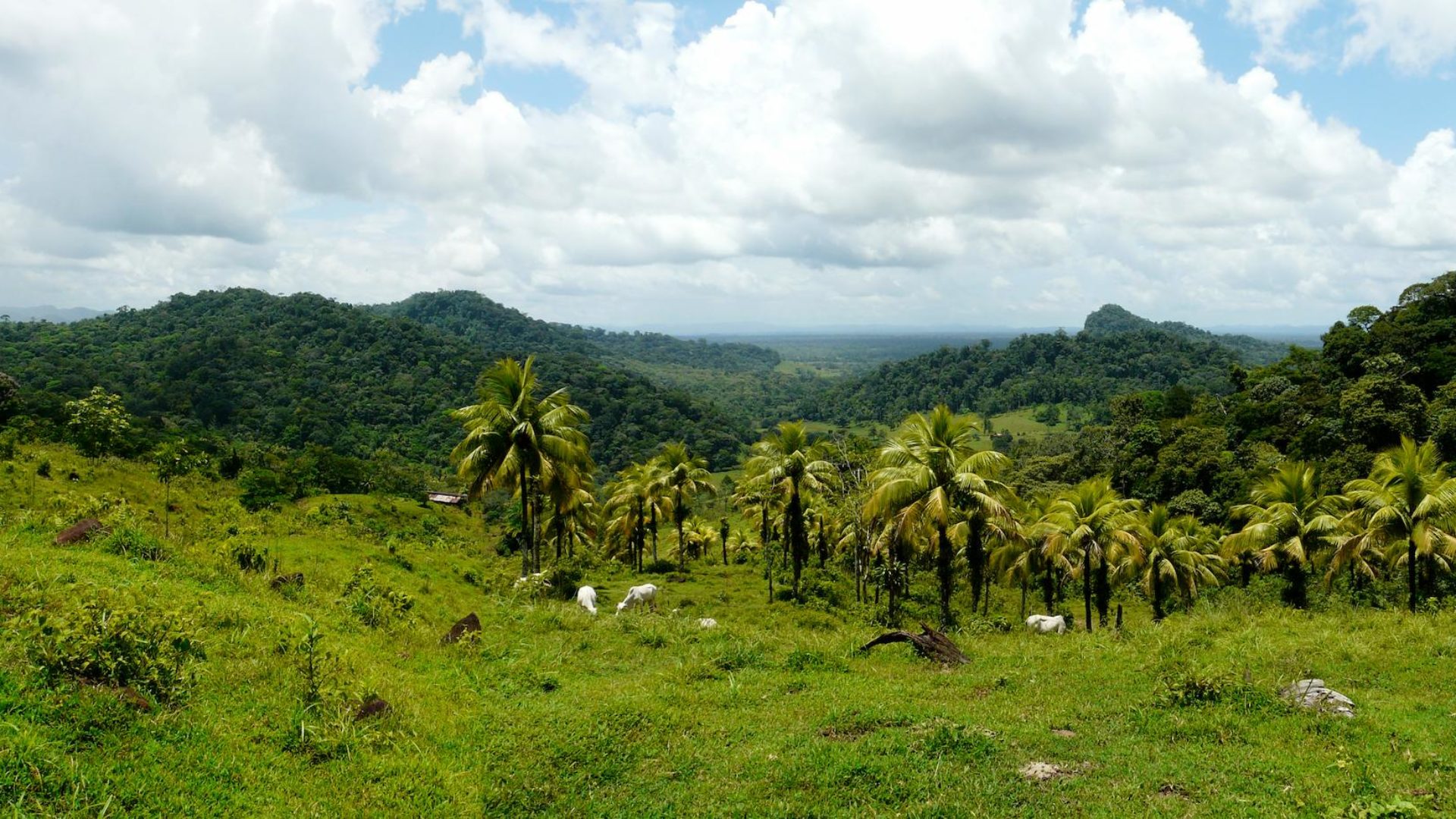 Visionswald in Costa Rica