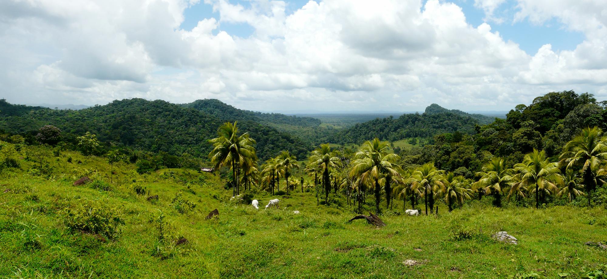 Visionswald in Costa Rica